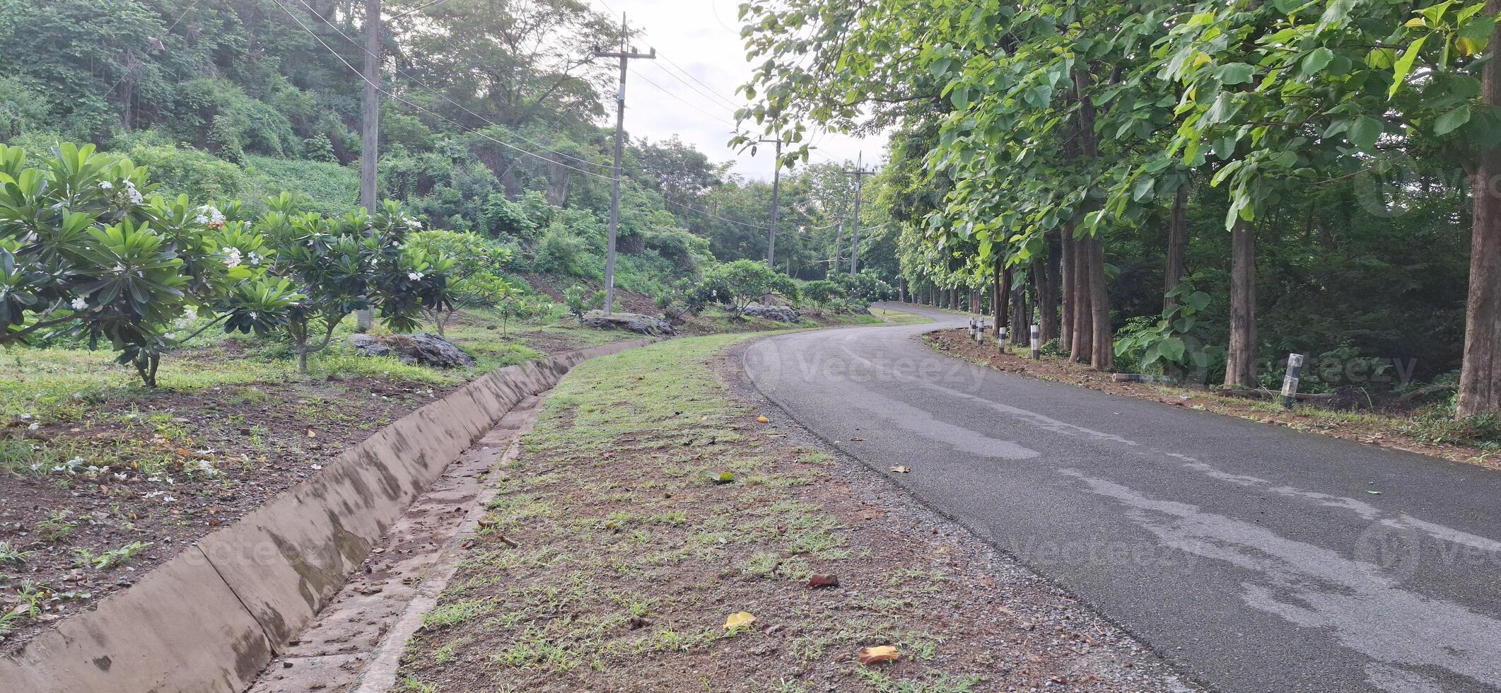 A path in the forest with trees and bushes on both sides photo