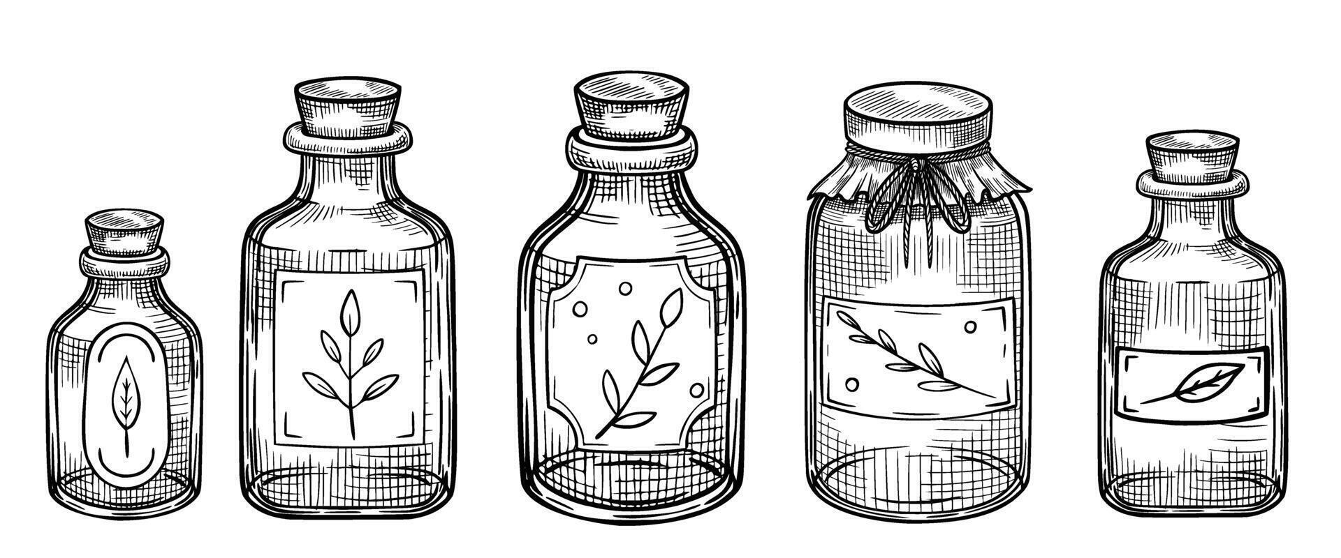 Set of Glass Bottles with herb labels. Hand-drawn vintage illustration of kitchen containers in linear style for culinary projects, herbal packaging, apothecary visuals, and organic branding. vector