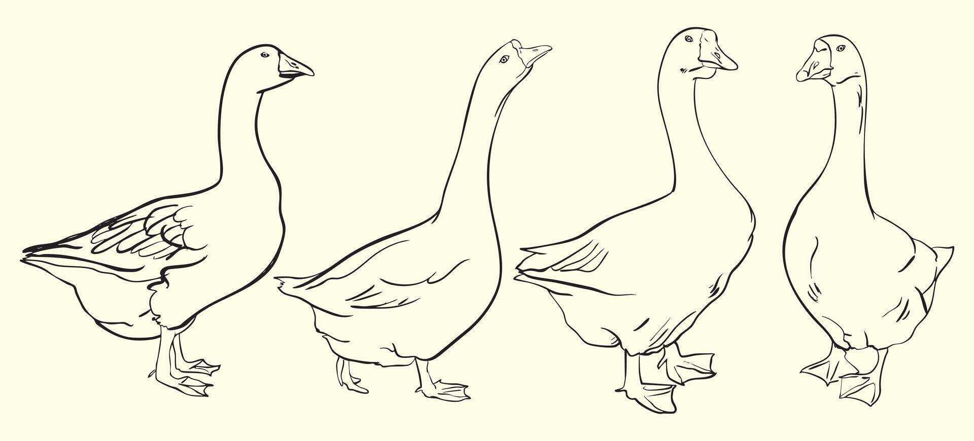 Goose Line Art Illustration Set vector