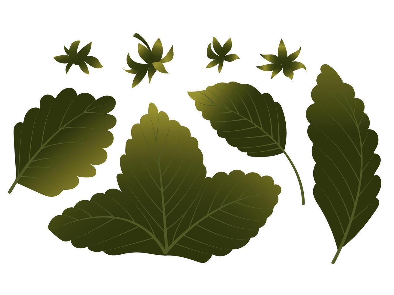Set of strawberry leaves. vector