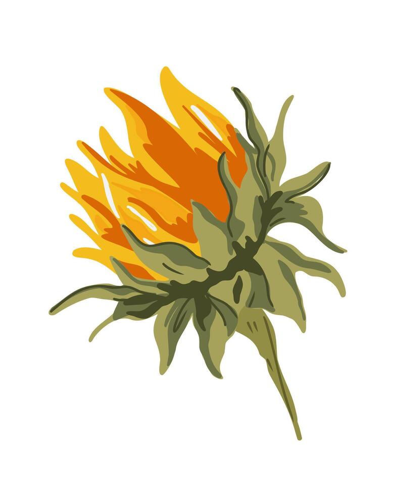 Orange bud of an unopened sunflower on a white background vector