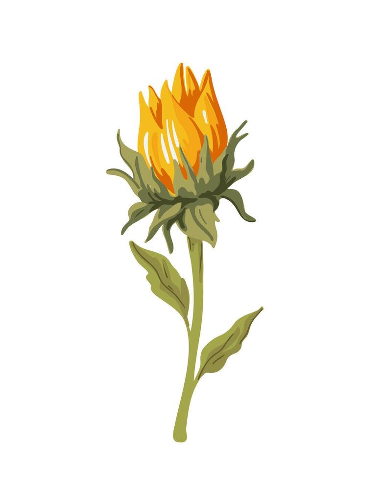 One blooming sunflower bud on a white background vector