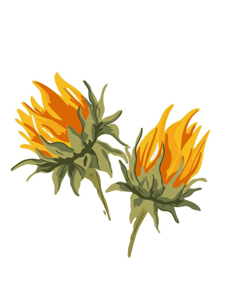 Blooming sunflower buds on a white background vector