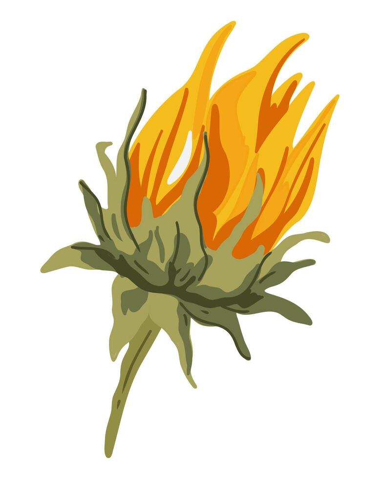 Unopened sunflower bud on a white background vector