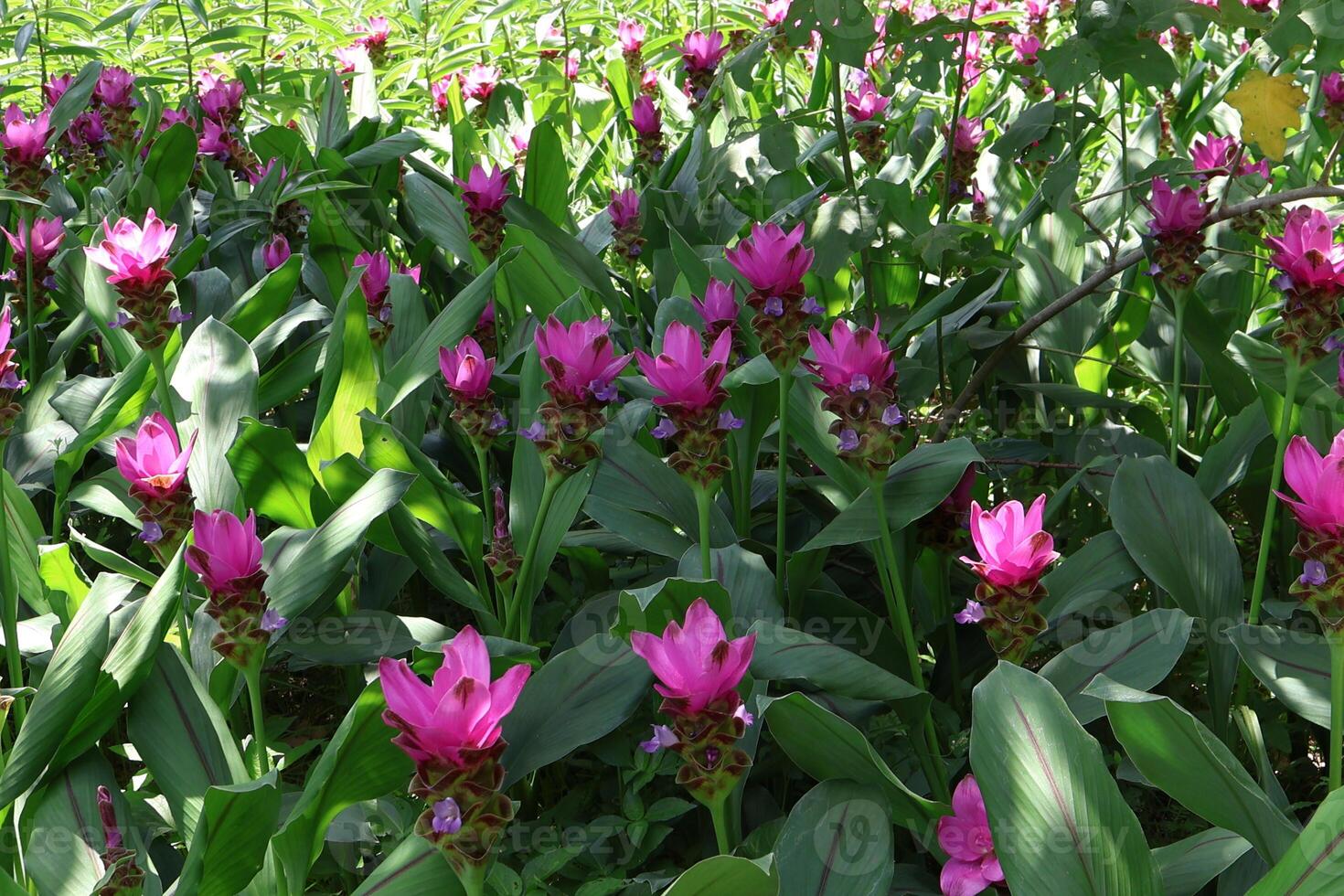 Pink trumpet flowers bloom in a garden in Bangkok, travel. photo