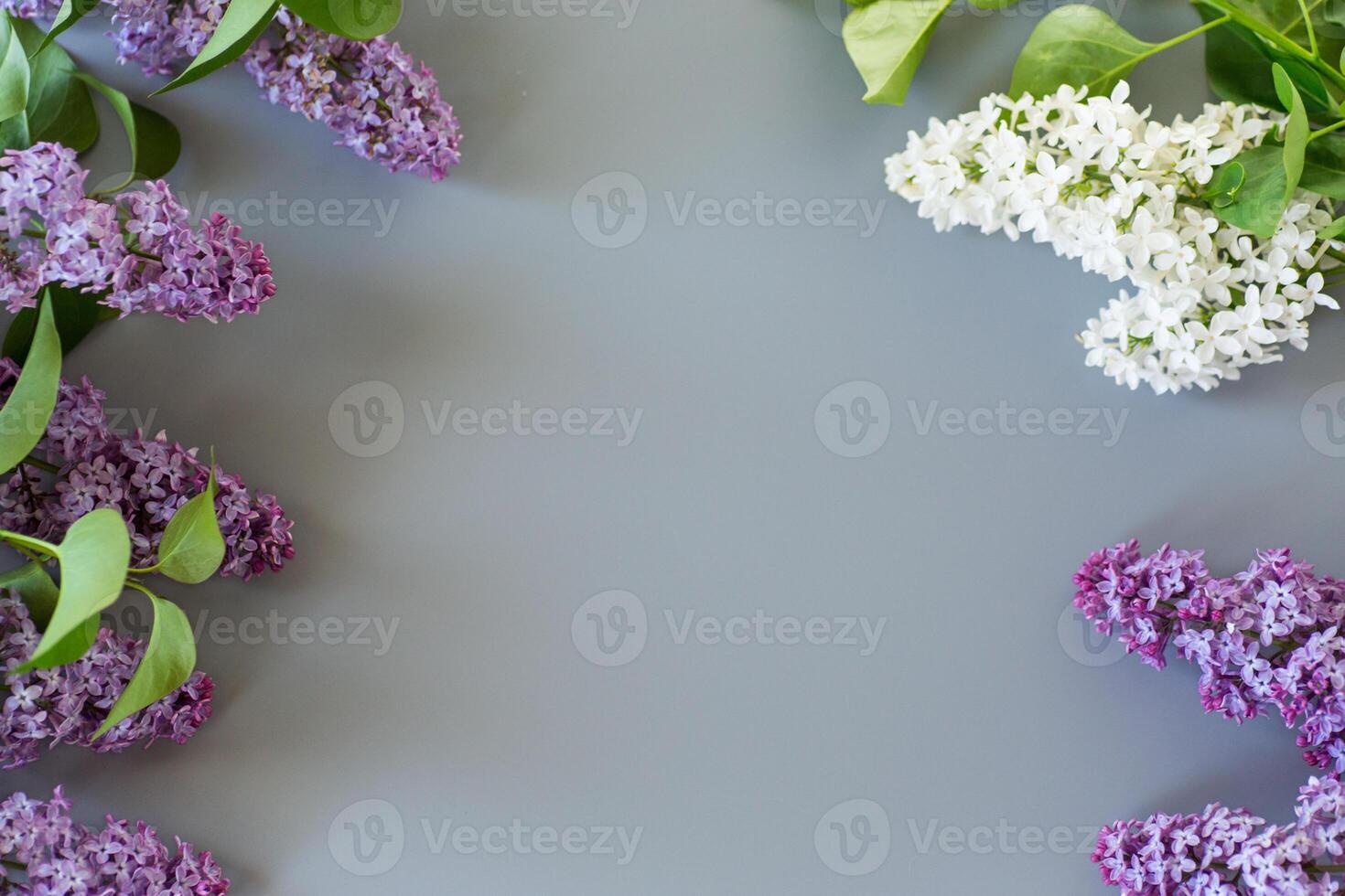 Beautiful lilac on a gray background with empty space for text photo