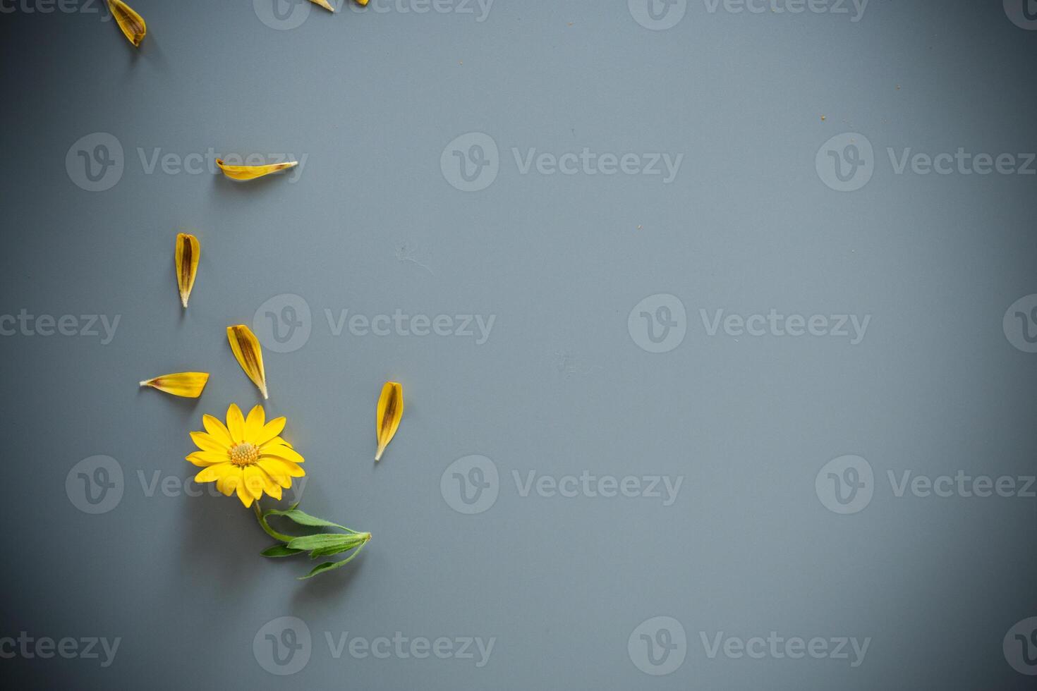 Bright yellow and purple flowers on a gray background photo