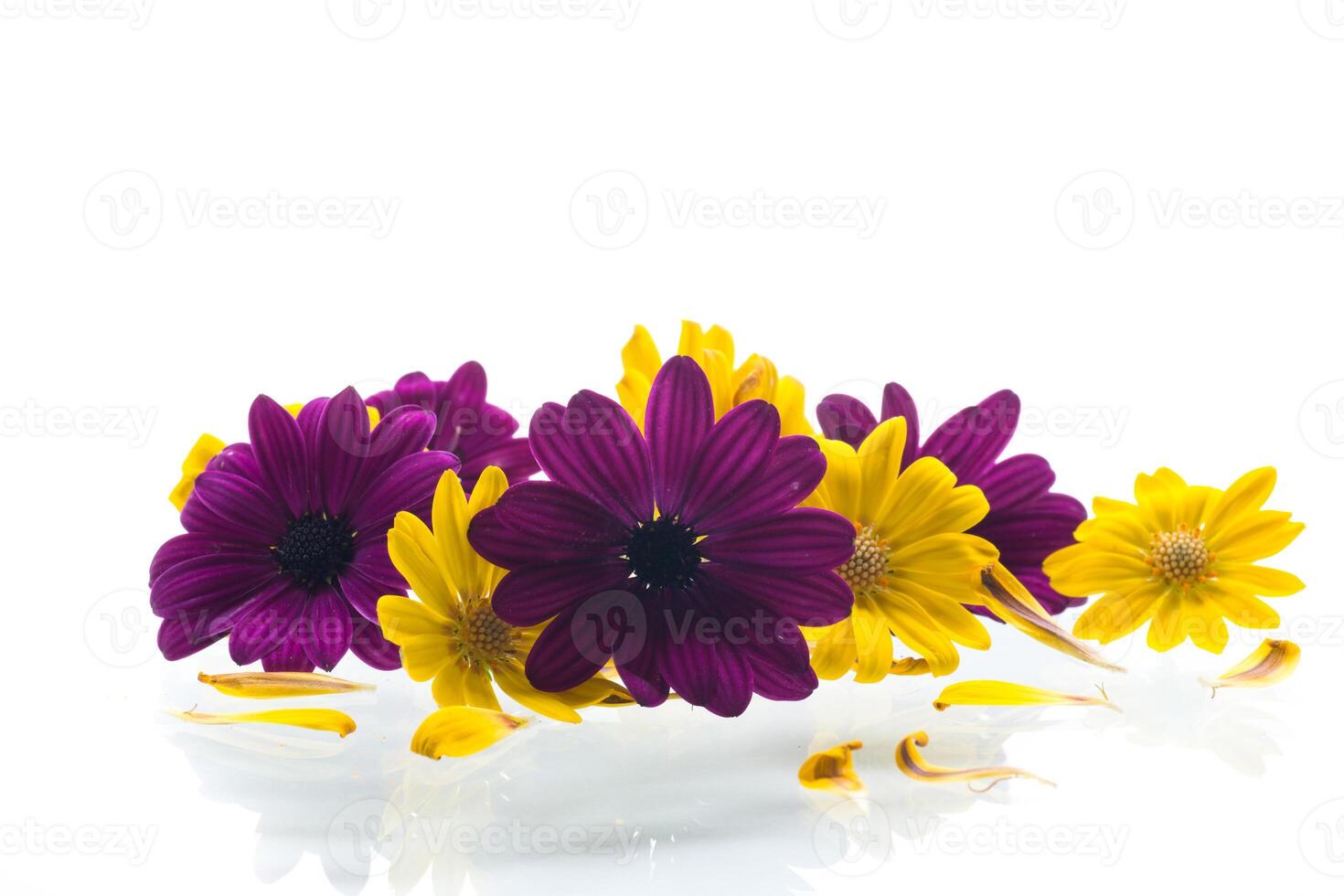 Yellow and purple flowers arrangement with petals on white background photo