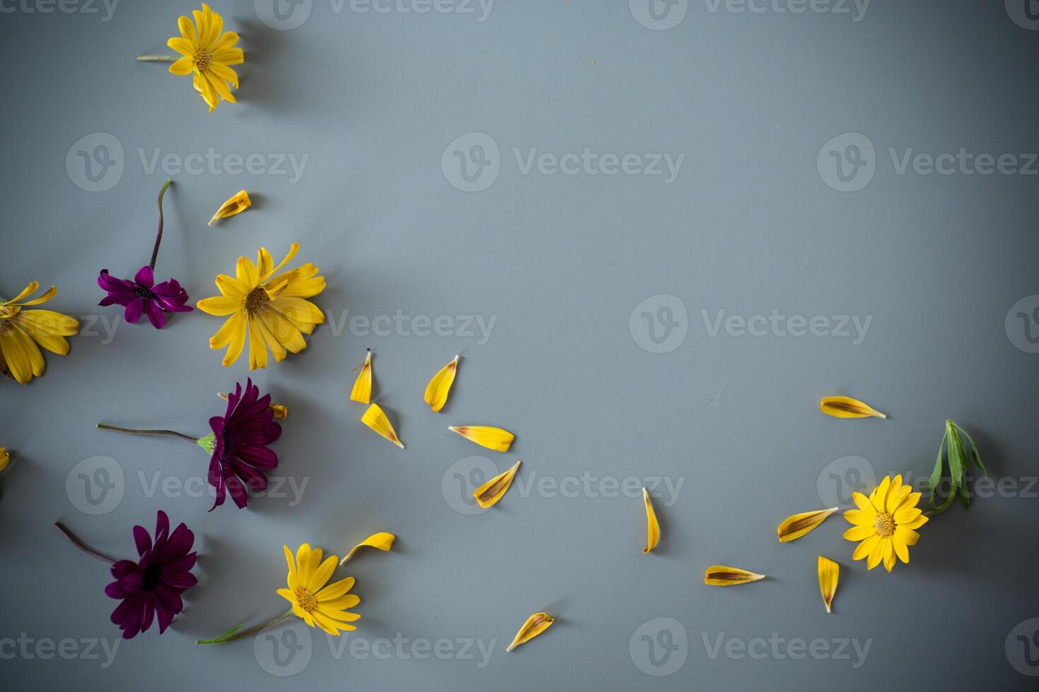 Delicate garden flowers close-up on gray background photo
