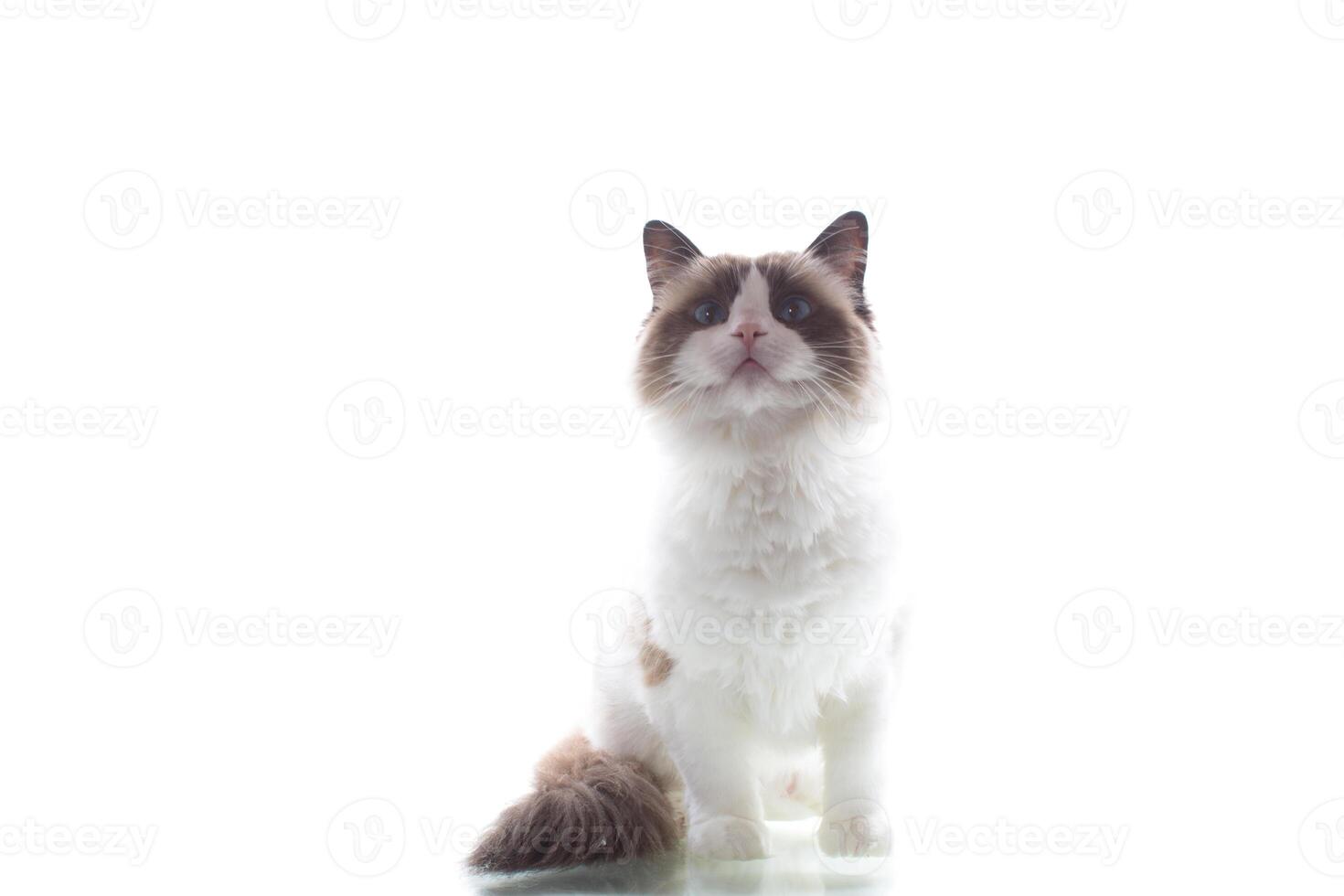 Portrait of a young Ragdoll cat on a white background photo
