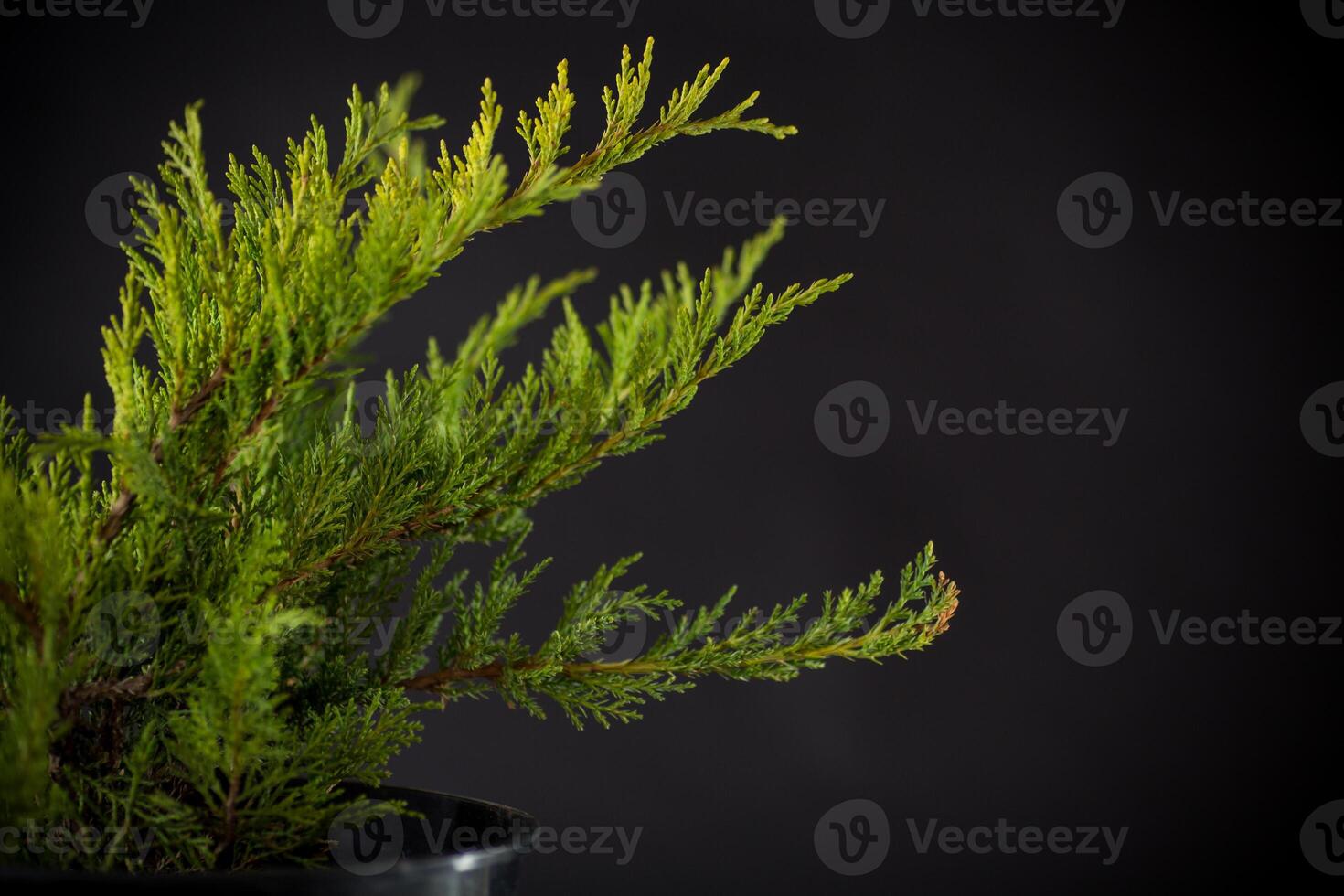 Juniper bush in a pot on a black background. photo