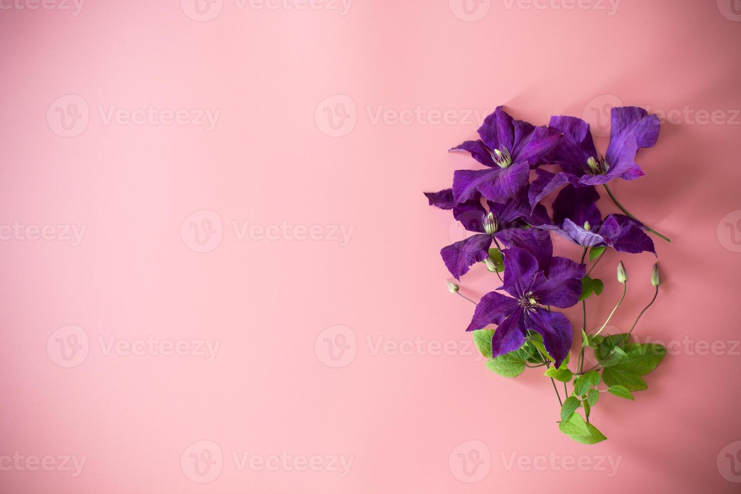 branch of purple clematis isolated on pink background, empty clean space for congratulations photo