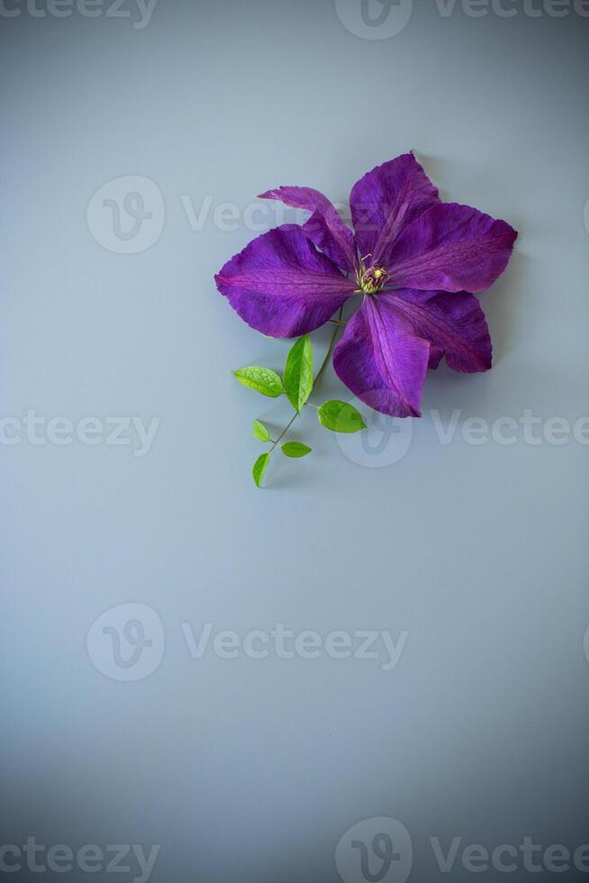 Purple clematis flower on grey background with empty space. photo