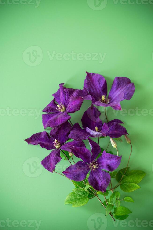 green background with clematis branch and space for text photo
