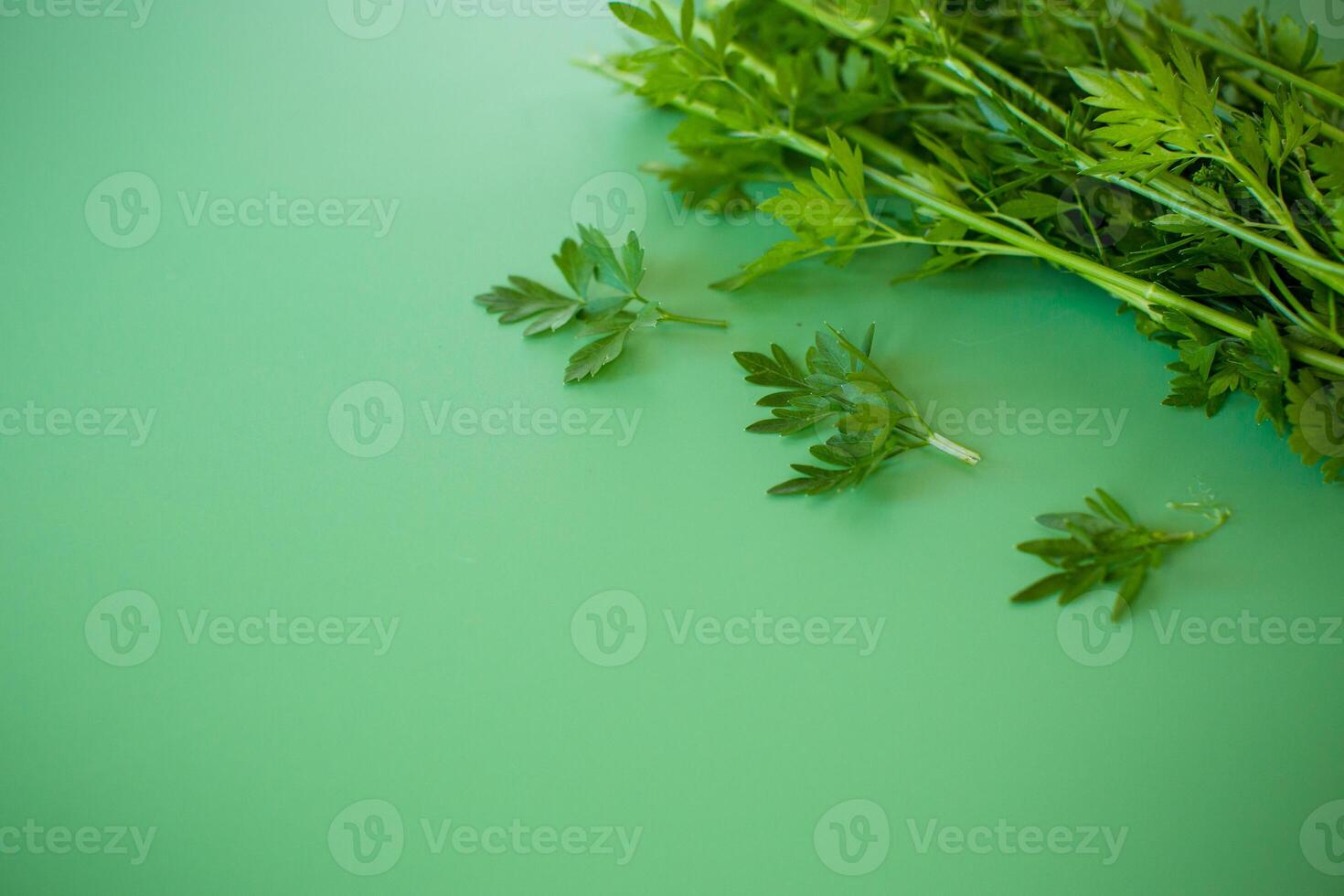 Green parsley with bright texture on a plain background photo
