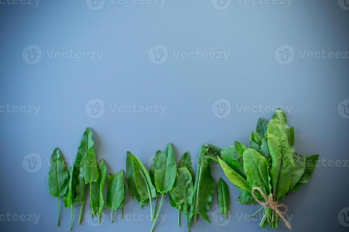 Bunch of fresh sorrel on gray background photo