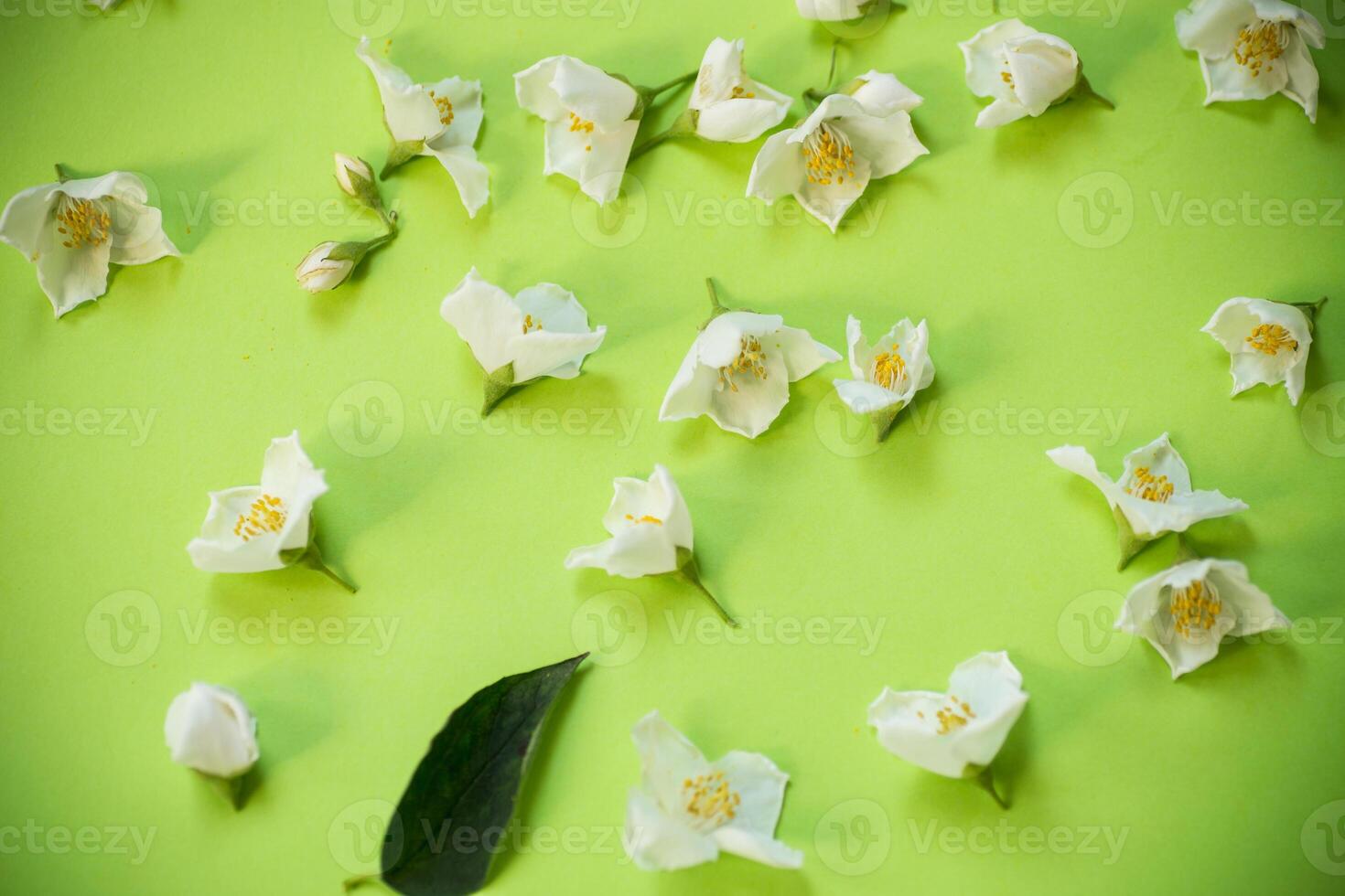 White jasmine blooming on bright green background from above photo