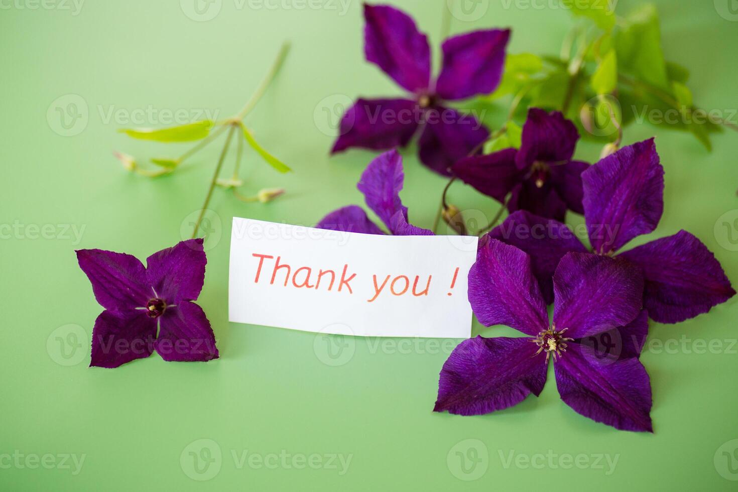 Isolated branch of clematis with petals on green photo