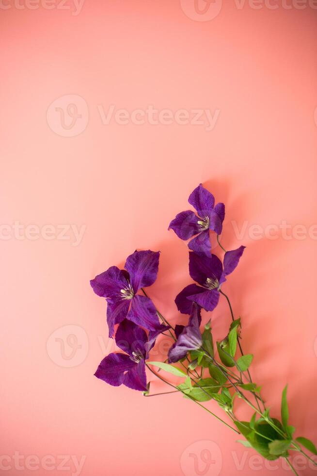 Isolated branch of clematis with petals on pink photo