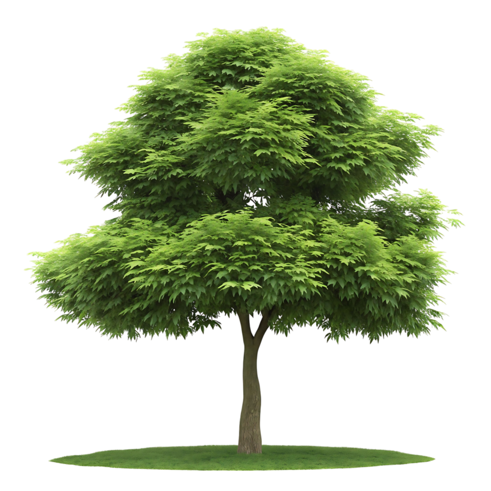 Isolated Green Tree with Lush Foliage on transparent Background png