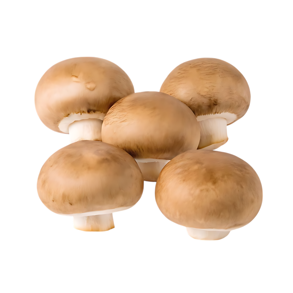 Five Brown Mushrooms Together on transparent Background Food Photography png