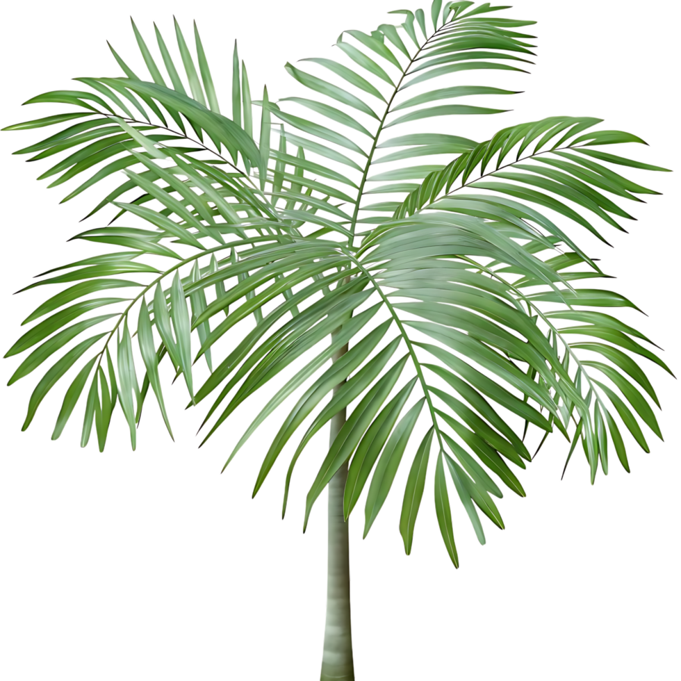 Majestic Palm Tree on transparent Background for Tropical Design png
