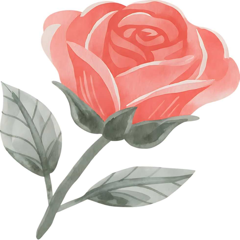 Watercolor Rose with Gray Leaves on transparent Background png