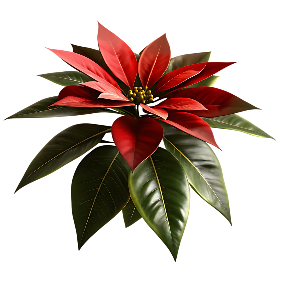 Red Poinsettia with Green Leaves on transparent Background png