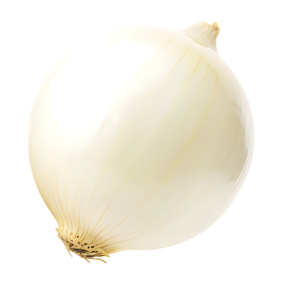 Peeled White Onion on transparent Background for Food Photography png