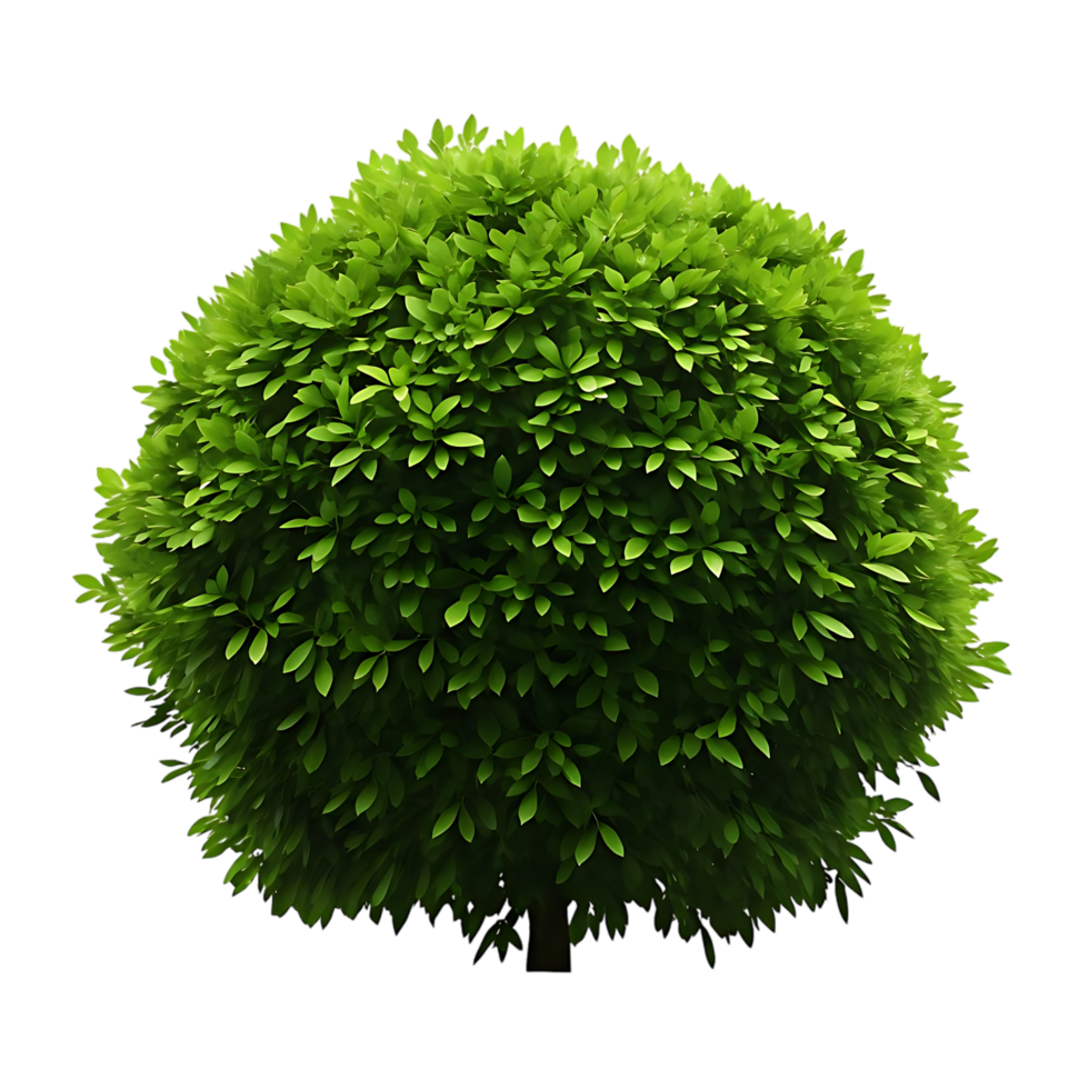 Perfectly Shaped Topiary Tree on transparent Background png