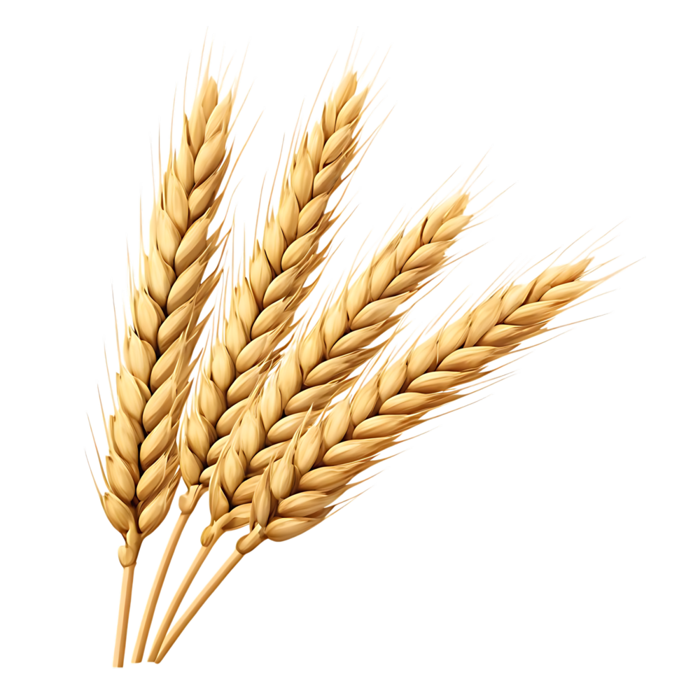 Wheat Stalks on transparent Background Illustration png