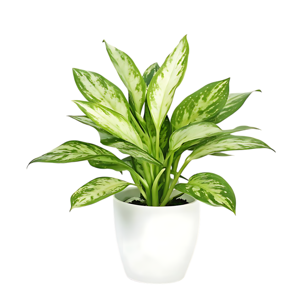 Aglaonema Plant in transparent Pot on transparent Background png