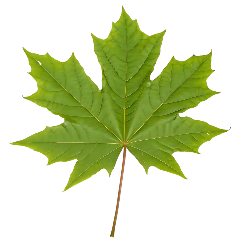 Green Maple Leaf Isolated on transparent Background png