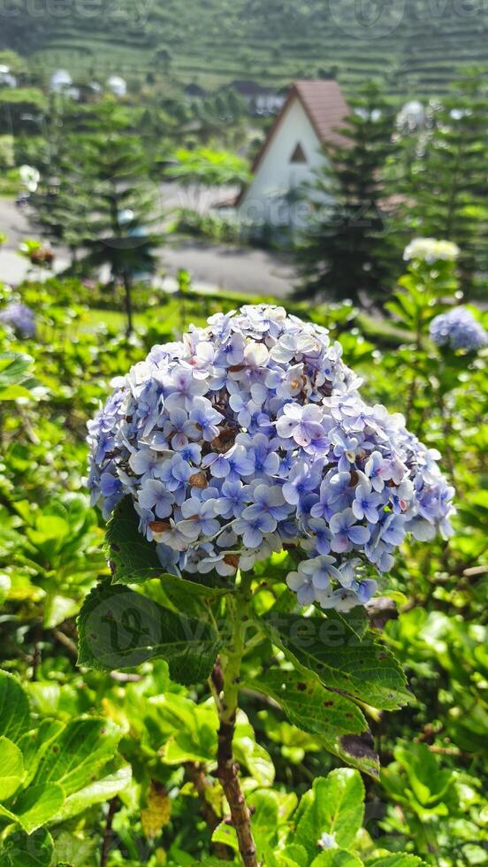 close up of hydrangea flowers,hortensia or pancawarna, which are pinkish purple photo
