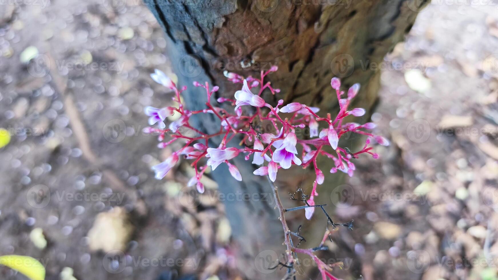 A small pink flower growing on a tree trunk photo