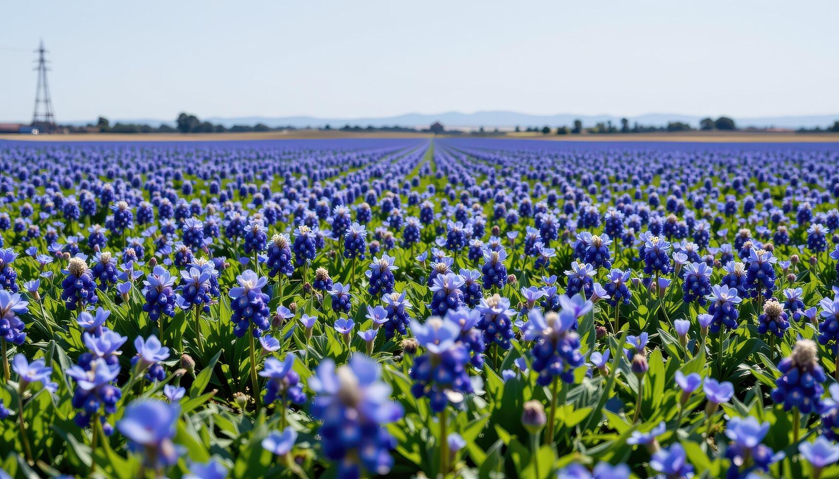 fields of bluebonnets stretch into the horizon, uninterrupted and glowing under a cloudless sky. photo