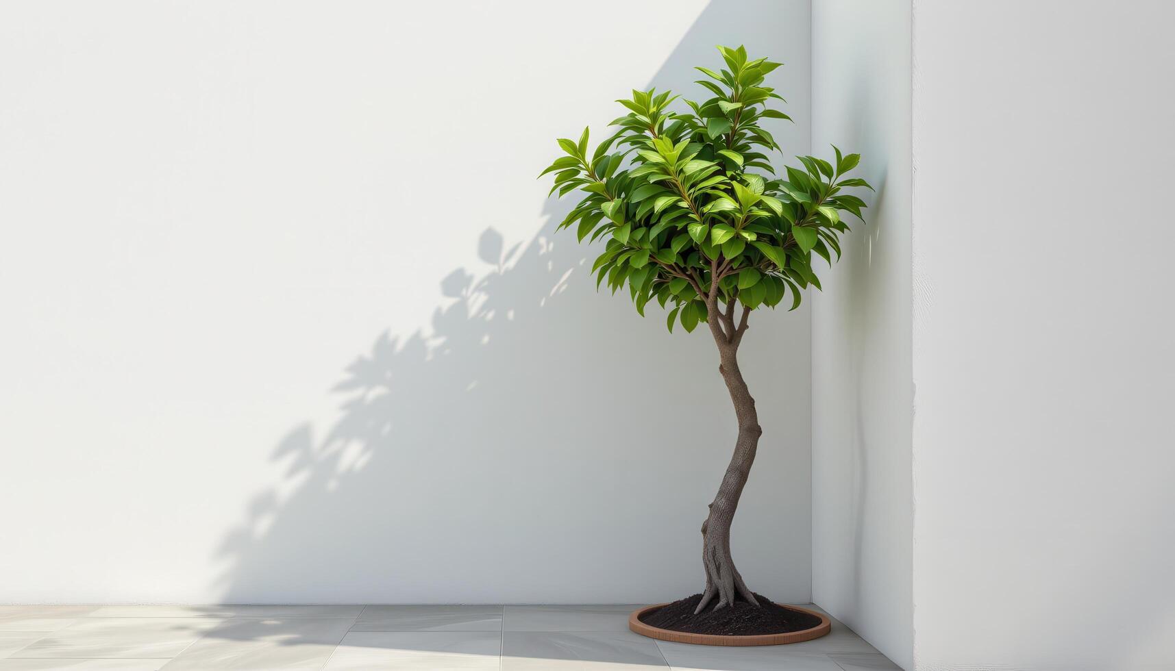 a minimalist corner with a single bold rubber tree. photo