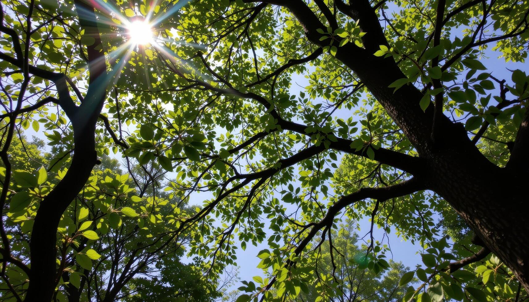 a tree canopy seen from below with dappled light. photo