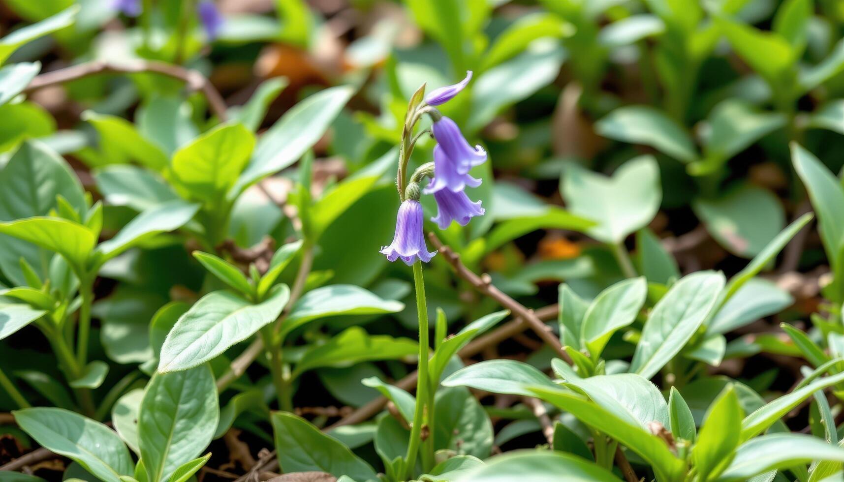 a single bluebell flower among green foliage. photo