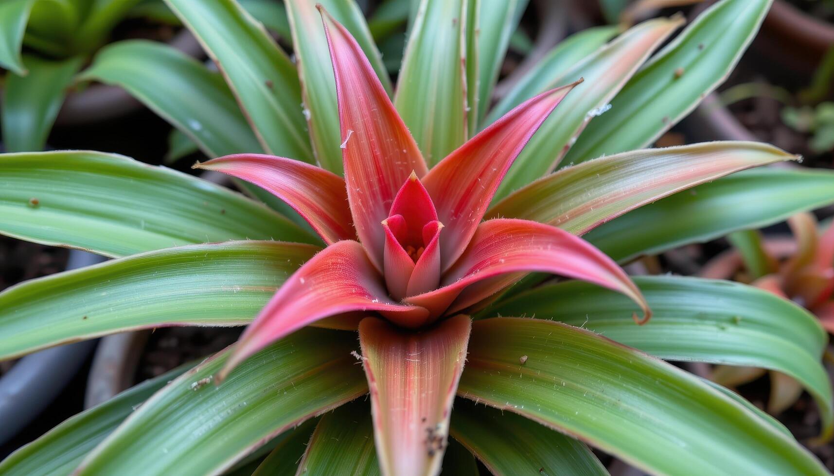 a bromeliad with bright red center spike. photo