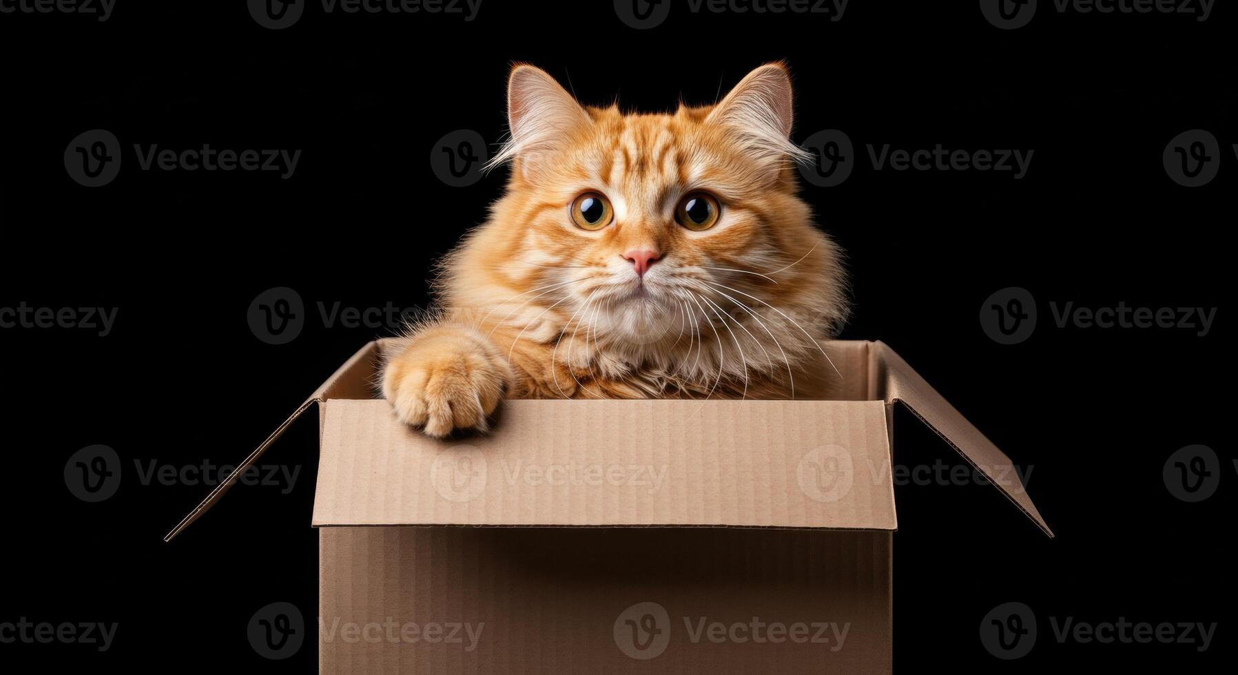 Fluffy orange cat with curious eyes peeking from a cardboard box on a black background photo