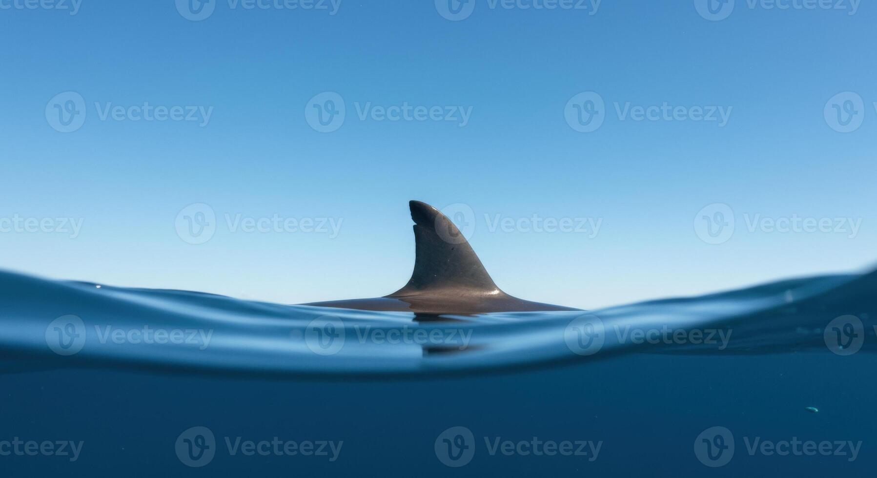 Shark fin breaking the ocean surface with a clear blue sky and underwater view photo