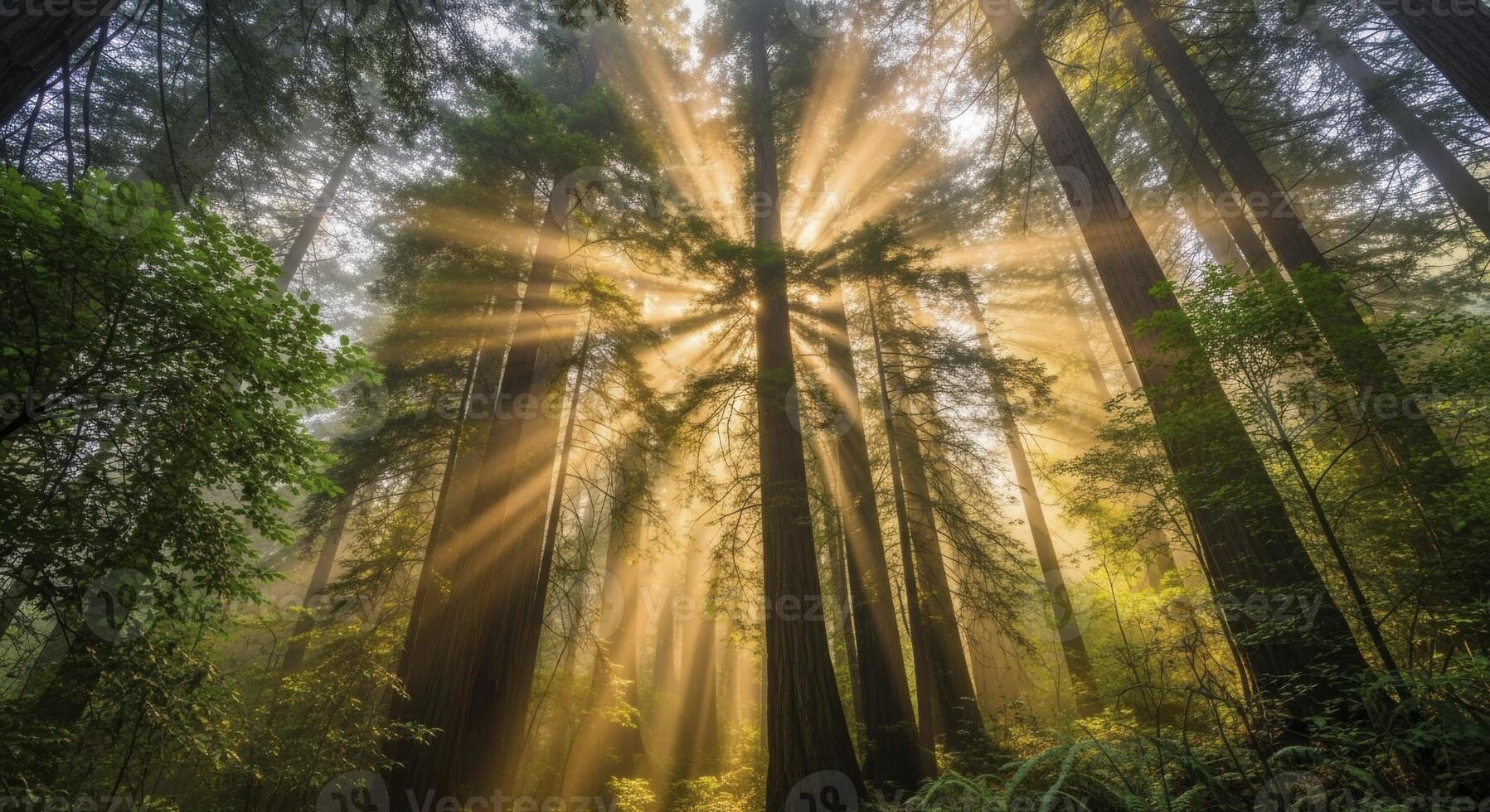 Golden sun rays piercing through a misty redwood forest with towering trees photo