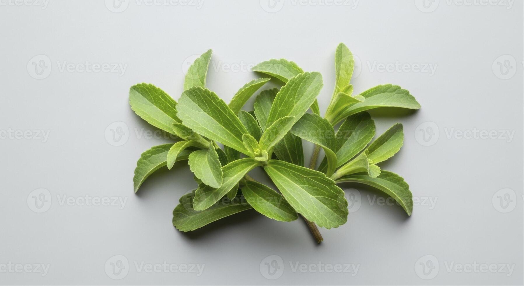 Fresh green stevia leaves, a natural and healthy sugar substitute for sweetening food and drinks photo