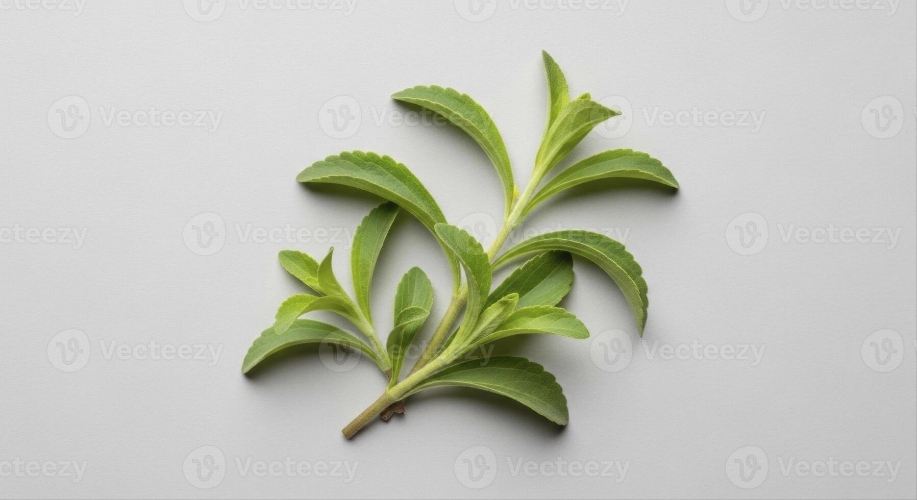 Fresh Green Stevia Leaves as a Natural Sweetener and Healthy Sugar Alternative photo