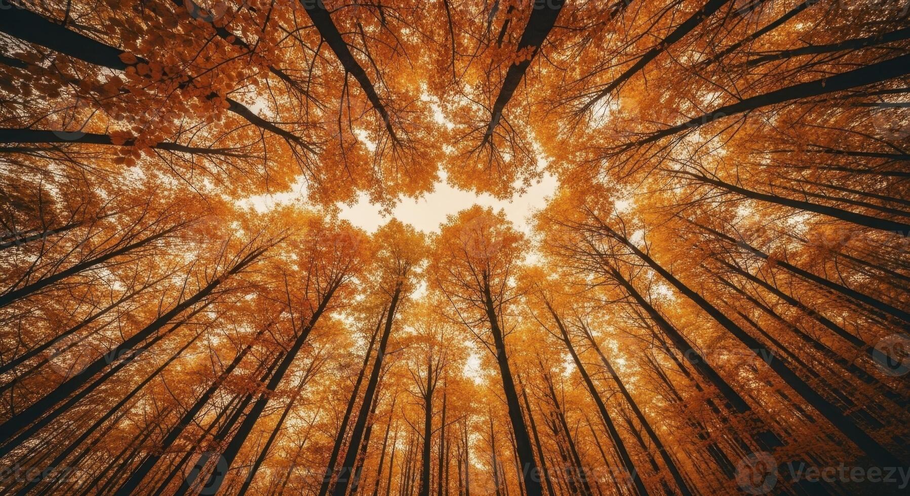 Vibrant Autumn Forest Canopy with Orange Leaves and Tall Trees from a Low Angle View photo
