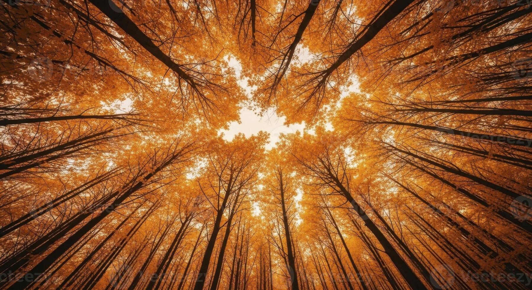 Looking Up Through Golden Autumn Trees in a Vibrant Forest Canopy photo