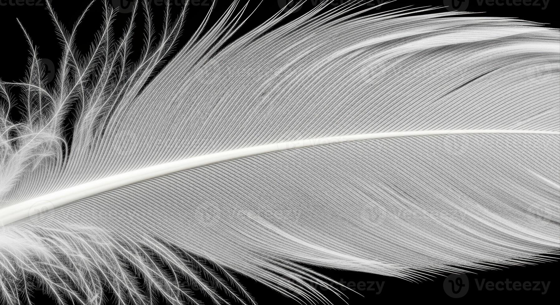 Extreme Close Up Macro Studio Shot of a Single Pristine White Bird Feather photo