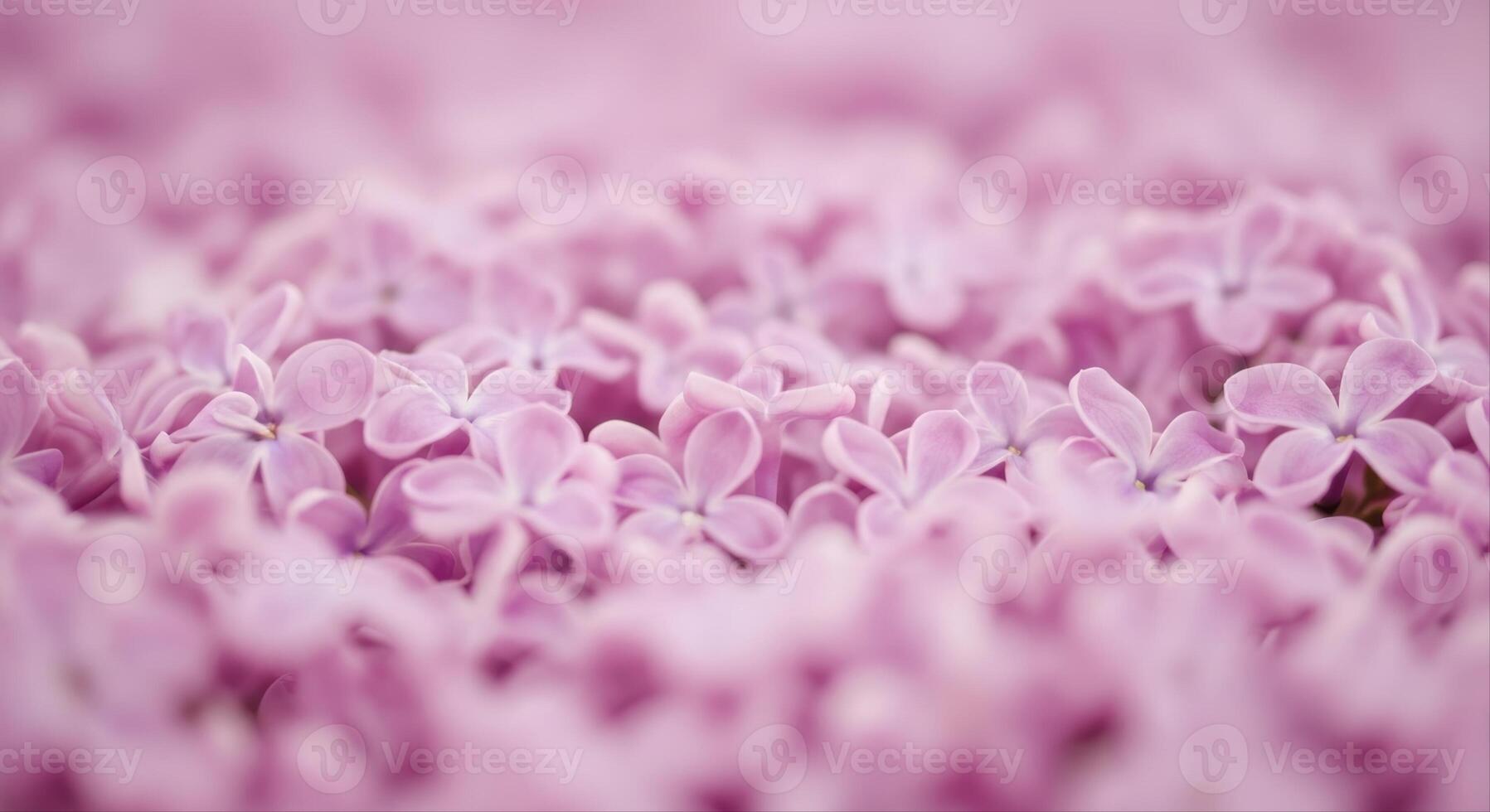 Vibrant pink lilac blossoms creating a beautiful natural carpet with shallow depth of field photo