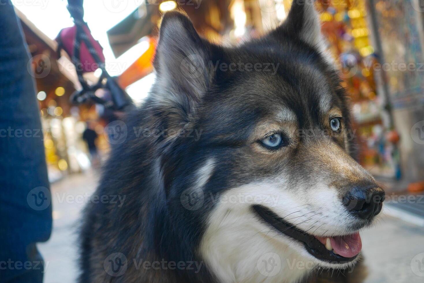 Happy dog exploring a vibrant market on a sunny day photo